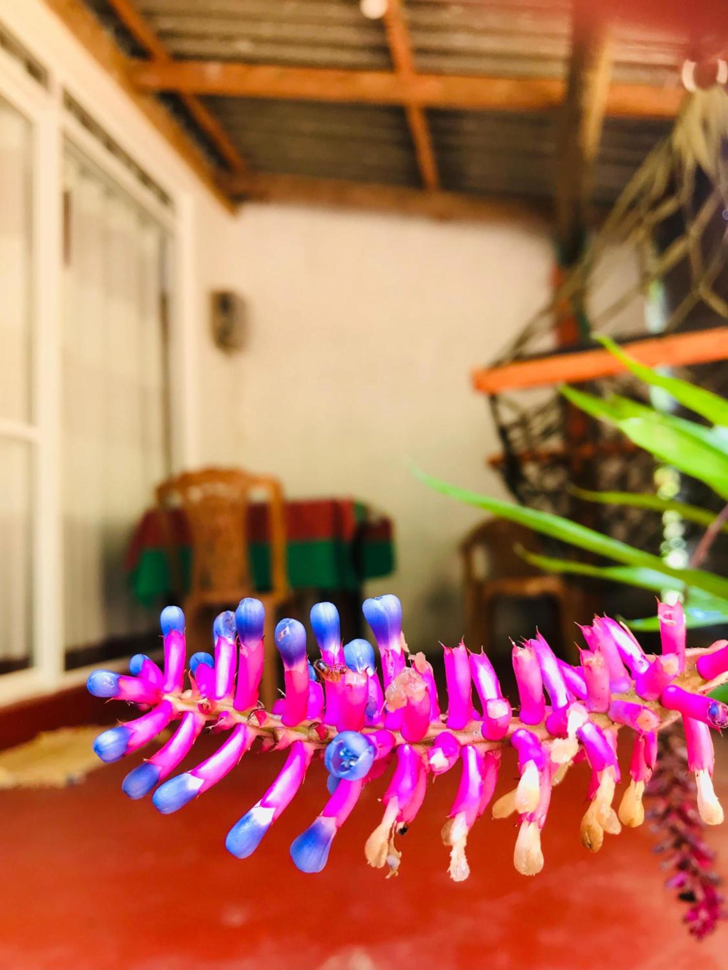Ella Jungle Inn Homestay And Tree House Екстер'єр фото