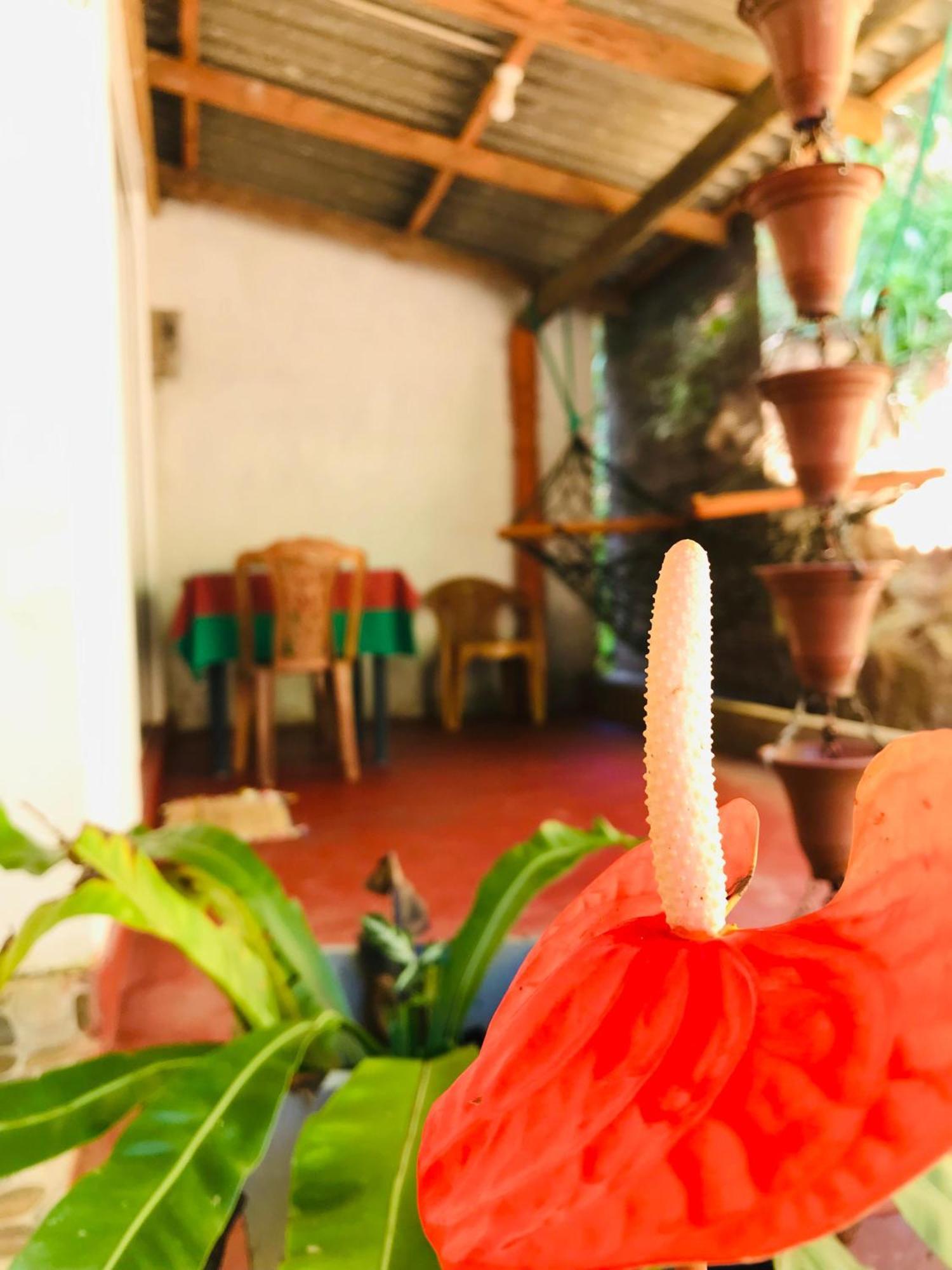 Ella Jungle Inn Homestay And Tree House Екстер'єр фото