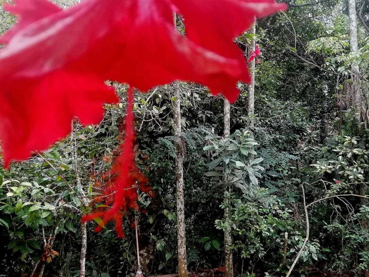 Ella Jungle Inn Homestay And Tree House Екстер'єр фото