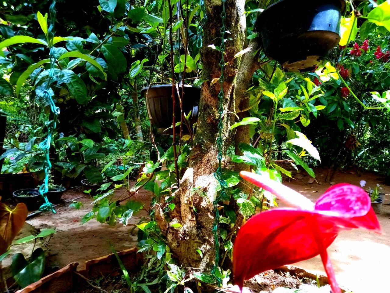 Ella Jungle Inn Homestay And Tree House Екстер'єр фото