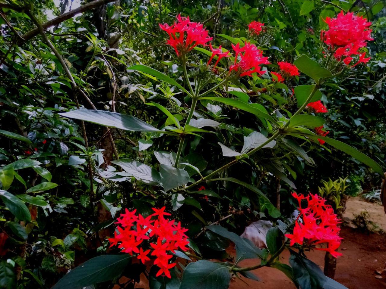 Ella Jungle Inn Homestay And Tree House Екстер'єр фото